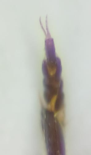 Réf. 336 593 : Graptodytes bilineatus